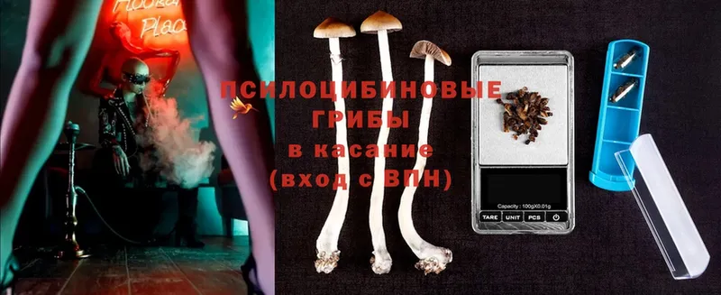 Галлюциногенные грибы MAGIC MUSHROOMS  дарнет шоп  Гдов 